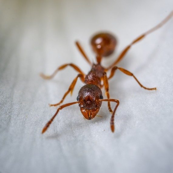 Field Ants, Pest Control in Forest Hill, SE23. Call Now! 020 8166 9746