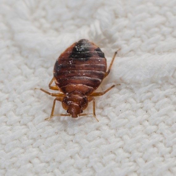Bed Bugs, Pest Control in Forest Hill, SE23. Call Now! 020 8166 9746