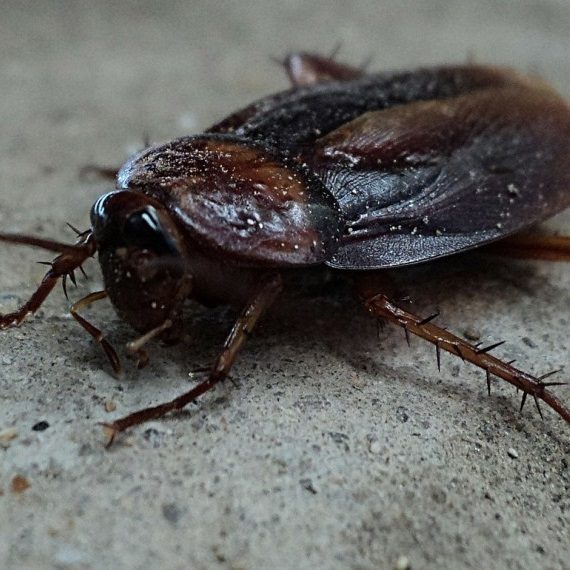 Cockroaches, Pest Control in Forest Hill, SE23. Call Now! 020 8166 9746