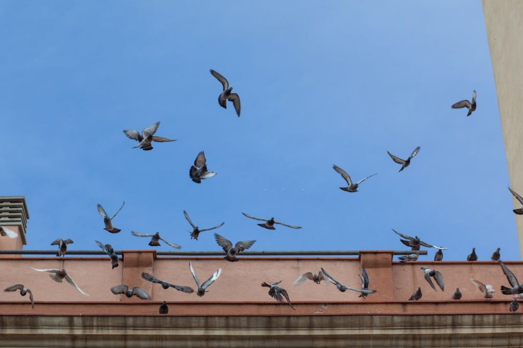 Pigeon Pest, Pest Control in Forest Hill, SE23. Call Now 020 8166 9746