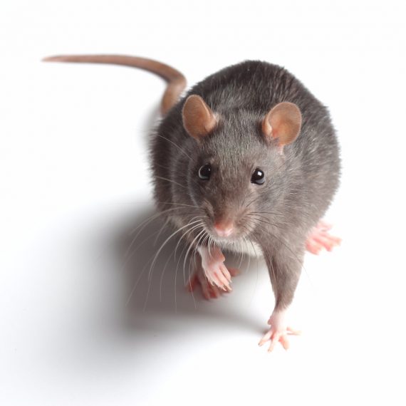Rats, Pest Control in Forest Hill, SE23. Call Now! 020 8166 9746