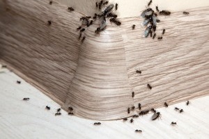 Ant Control, Pest Control in Forest Hill, SE23. Call Now 020 8166 9746