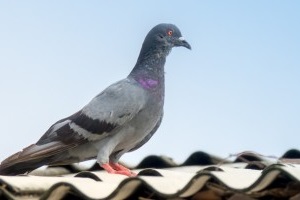Pigeon Control, Pest Control in Forest Hill, SE23. Call Now 020 8166 9746