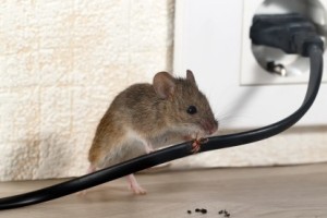 Mice Control, Pest Control in Forest Hill, SE23. Call Now 020 8166 9746