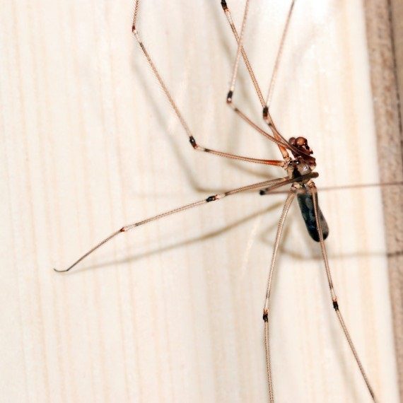 Spiders, Pest Control in Forest Hill, SE23. Call Now! 020 8166 9746