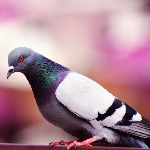 Birds, Pest Control in Forest Hill, SE23. Call Now! 020 8166 9746