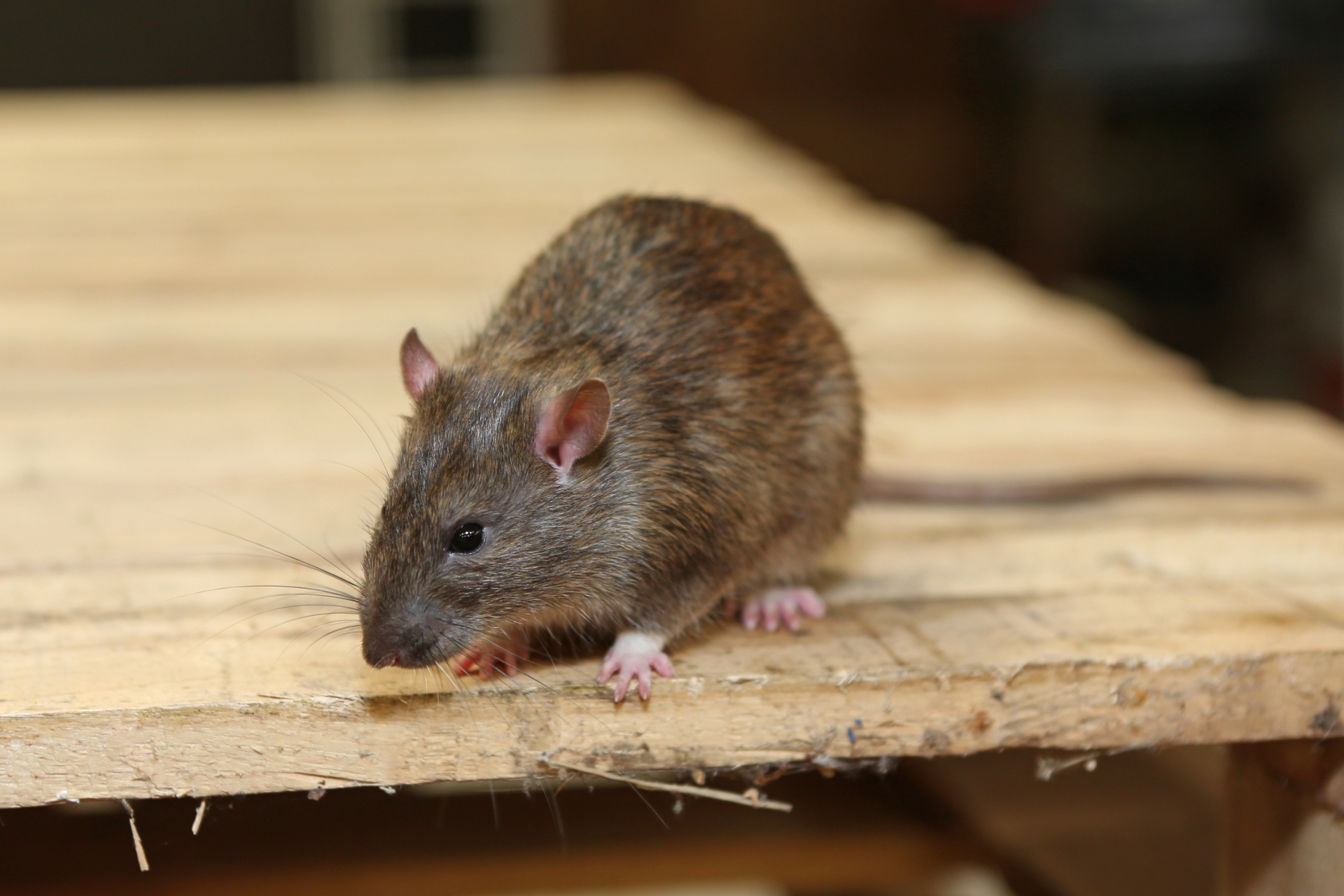Rat extermination, Pest Control in Forest Hill, SE23. Call Now 020 8166 9746