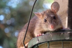 Rat Control, Pest Control in Forest Hill, SE23. Call Now 020 8166 9746
