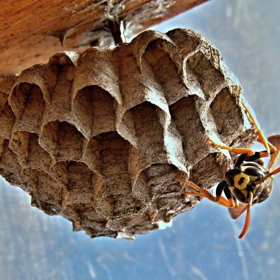 Wasps Nest, Pest Control in Forest Hill, SE23. Call Now! 020 8166 9746